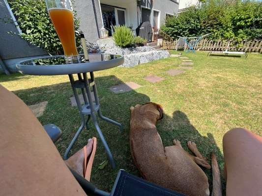 Rhodesian Ridgeback-Beitrag-Bild