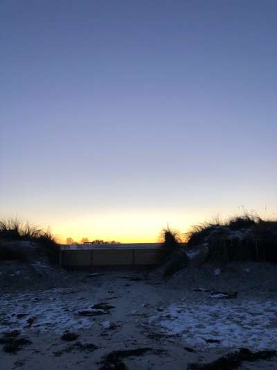 Rhodesian Ridgeback-Beitrag-Bild