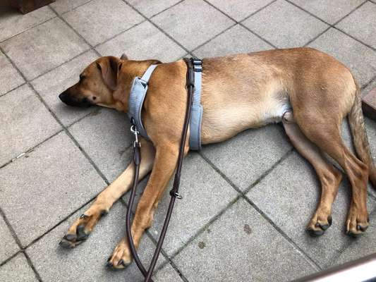 Rhodesian Ridgeback-Beitrag-Bild