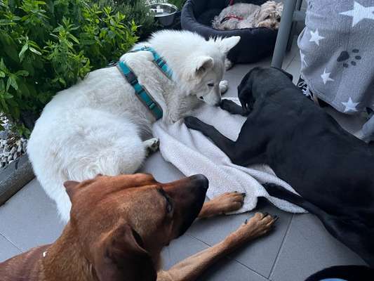 Rhodesian Ridgeback-Beitrag-Bild