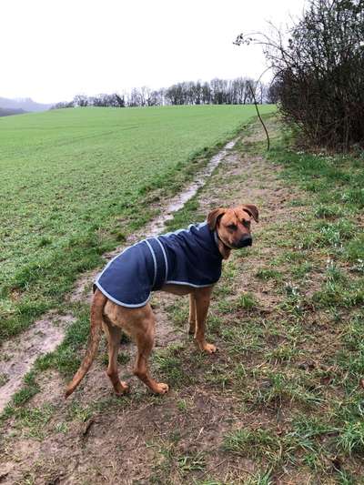 Rhodesian Ridgeback-Beitrag-Bild