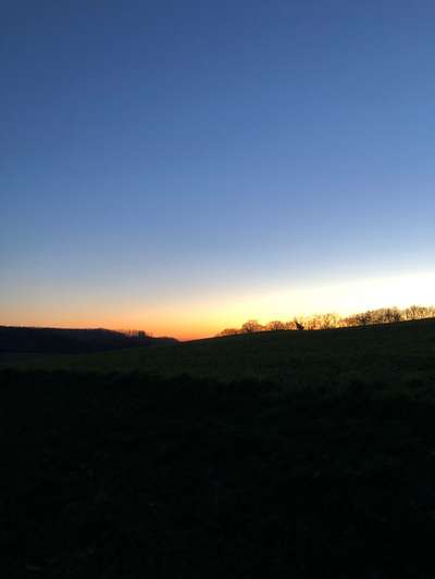 Rhodesian Ridgeback-Beitrag-Bild