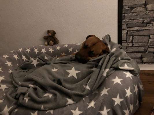 Rhodesian Ridgeback-Beitrag-Bild