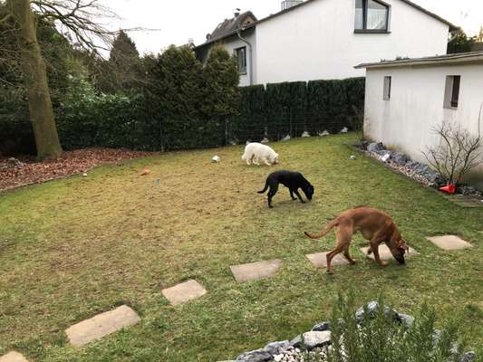 Rhodesian Ridgeback-Beitrag-Bild