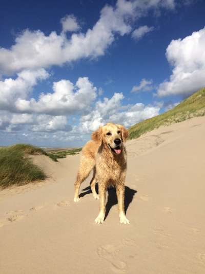 Rhodesian Ridgeback-Beitrag-Bild