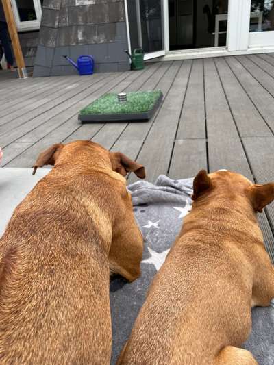 Rhodesian Ridgeback-Beitrag-Bild