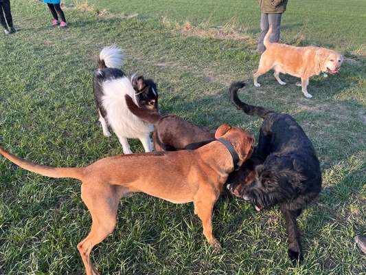 Rhodesian Ridgeback-Beitrag-Bild