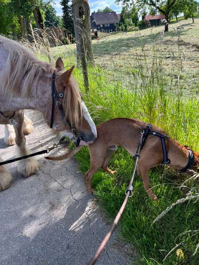 Rhodesian Ridgeback-Beitrag-Bild