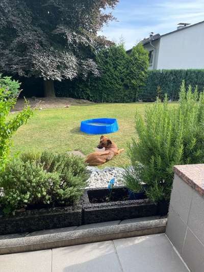 Rhodesian Ridgeback-Beitrag-Bild