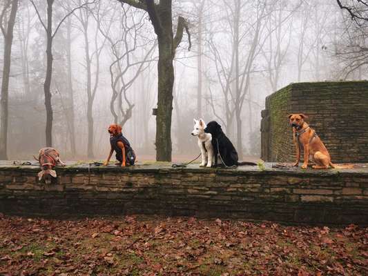 Rhodesian Ridgeback-Beitrag-Bild