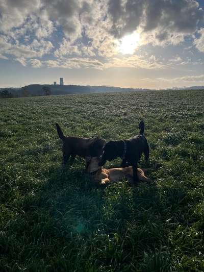Rhodesian Ridgeback-Beitrag-Bild