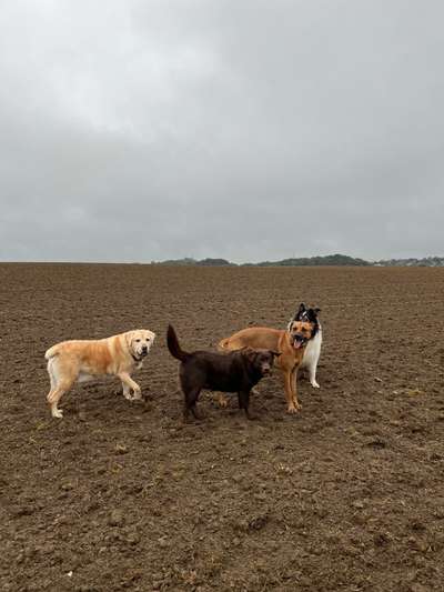 Rhodesian Ridgeback-Beitrag-Bild