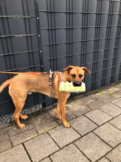 Rhodesian Ridgeback-Beitrag-Bild