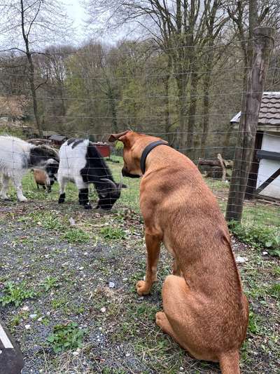 Rhodesian Ridgeback-Beitrag-Bild