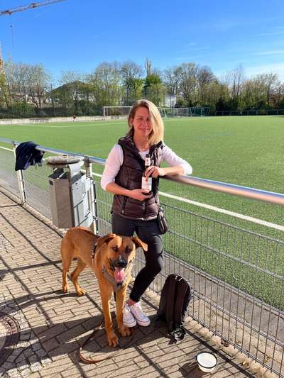 Rhodesian Ridgeback-Beitrag-Bild