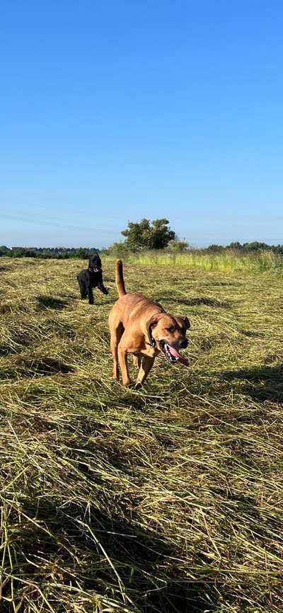 Rhodesian Ridgeback-Beitrag-Bild