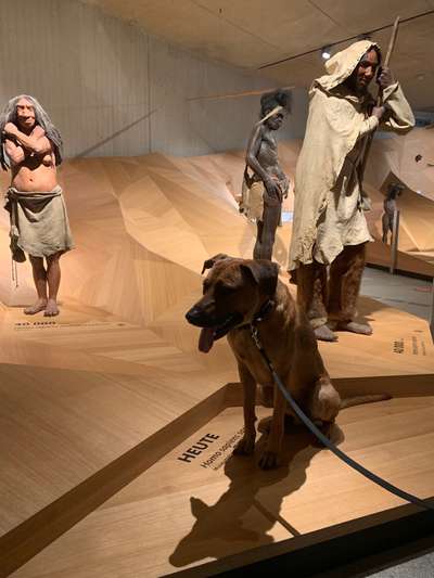 Rhodesian Ridgeback-Beitrag-Bild