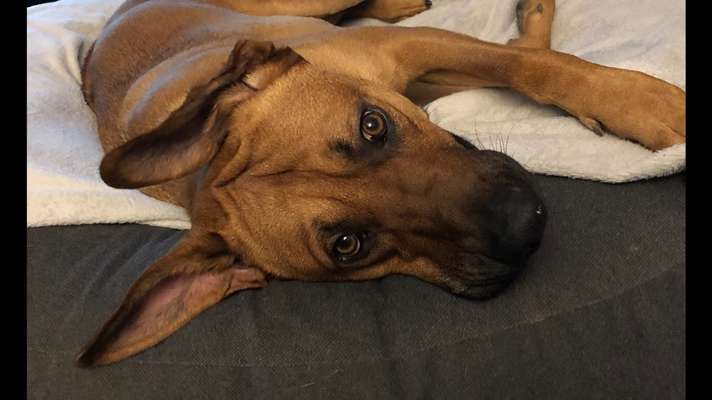 Rhodesian Ridgeback-Beitrag-Bild