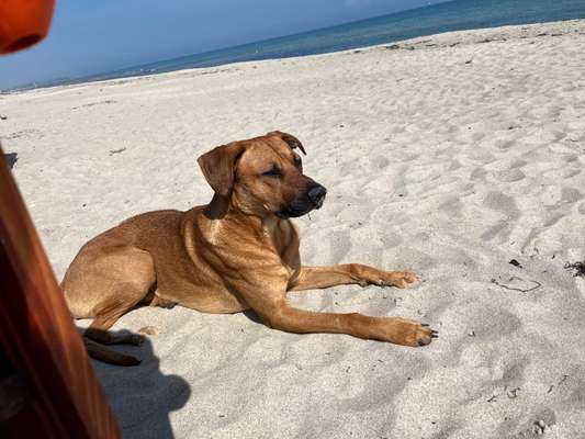 Rhodesian Ridgeback-Beitrag-Bild