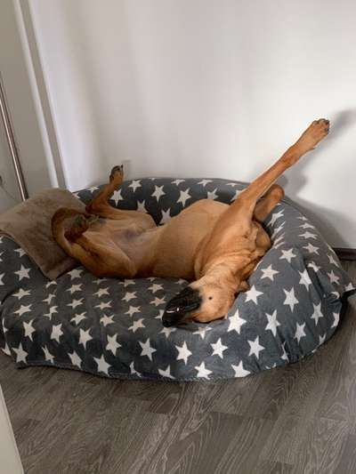 Rhodesian Ridgeback-Beitrag-Bild