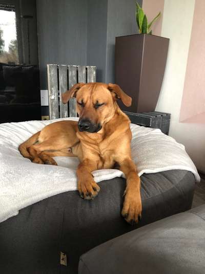 Rhodesian Ridgeback-Beitrag-Bild