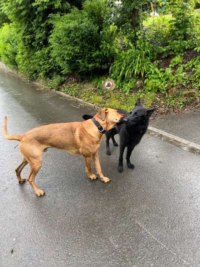 Rhodesian Ridgeback-Beitrag-Bild