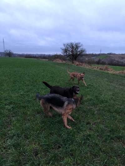 Rhodesian Ridgeback-Beitrag-Bild