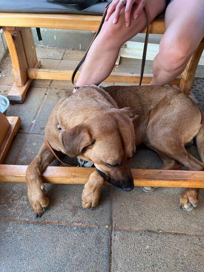 Rhodesian Ridgeback-Beitrag-Bild