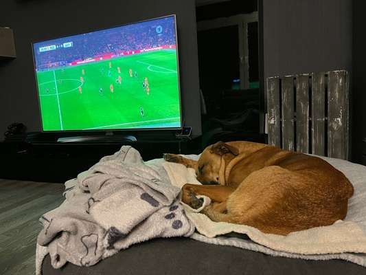 Rhodesian Ridgeback-Beitrag-Bild