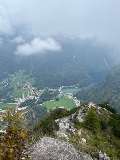 Rhodesian Ridgeback-Beitrag-Bild