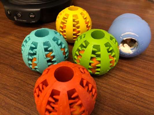 Rhodesian Ridgeback-Beitrag-Bild