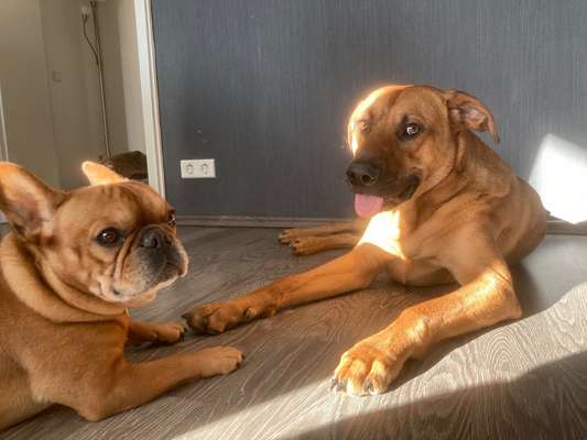 Rhodesian Ridgeback-Beitrag-Bild