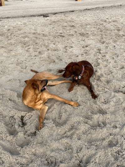 Rhodesian Ridgeback-Beitrag-Bild