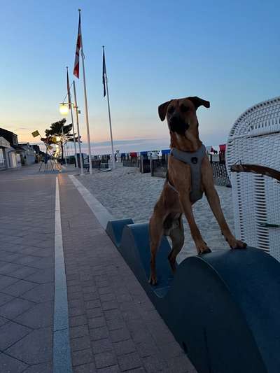 Rhodesian Ridgeback-Beitrag-Bild