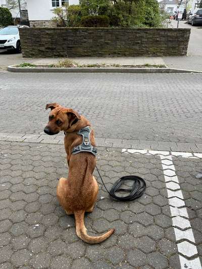 Rhodesian Ridgeback-Beitrag-Bild
