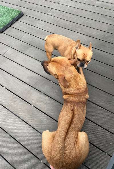 Rhodesian Ridgeback-Beitrag-Bild