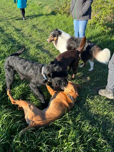 Rhodesian Ridgeback-Beitrag-Bild