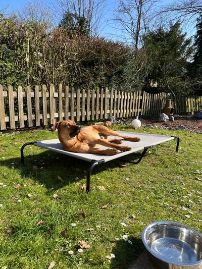 Rhodesian Ridgeback-Beitrag-Bild