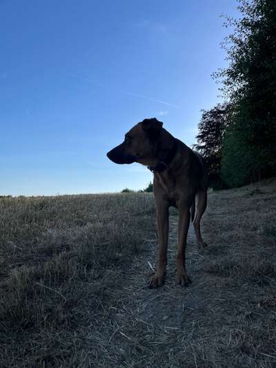 Rhodesian Ridgeback-Beitrag-Bild