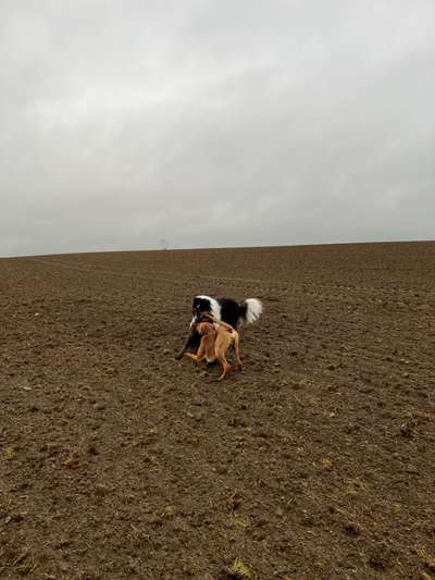Rhodesian Ridgeback-Beitrag-Bild