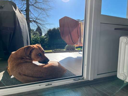 Rhodesian Ridgeback-Beitrag-Bild