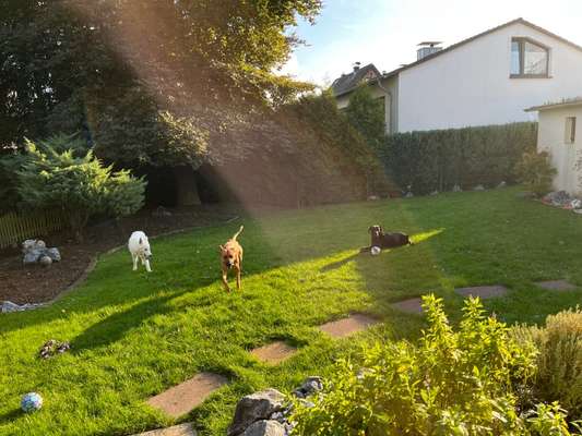 Rhodesian Ridgeback-Beitrag-Bild