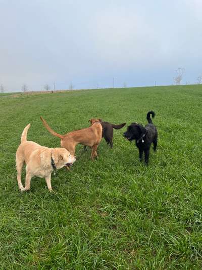 Rhodesian Ridgeback-Beitrag-Bild