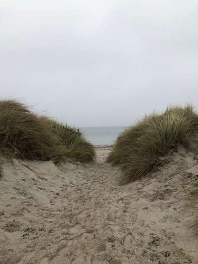 Rhodesian Ridgeback-Beitrag-Bild