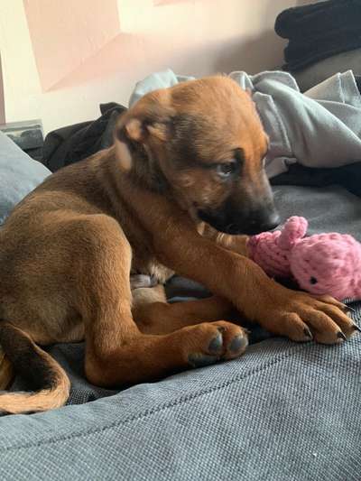 Rhodesian Ridgeback-Beitrag-Bild