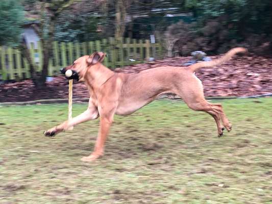 Rhodesian Ridgeback-Beitrag-Bild
