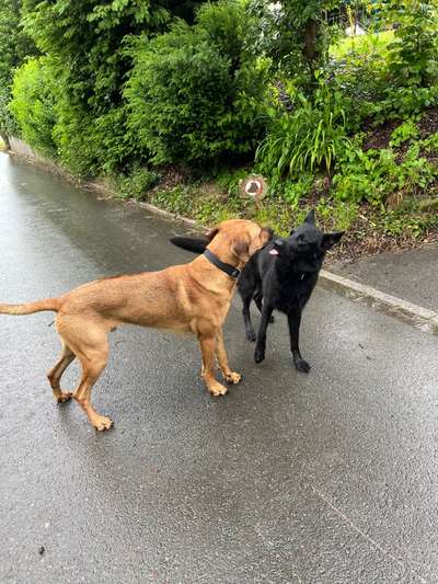 Rhodesian Ridgeback-Beitrag-Bild