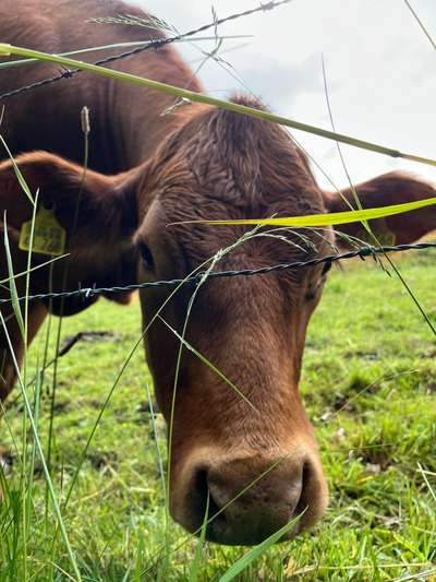 Rhodesian Ridgeback-Beitrag-Bild