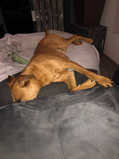 Rhodesian Ridgeback-Beitrag-Bild