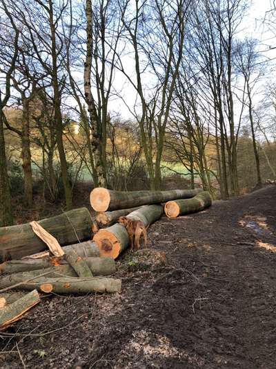 Rhodesian Ridgeback-Beitrag-Bild